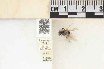 Media type: image;   Entomology 771475 Aspect: Labels